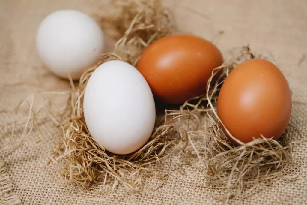 Eggs at poultry farm