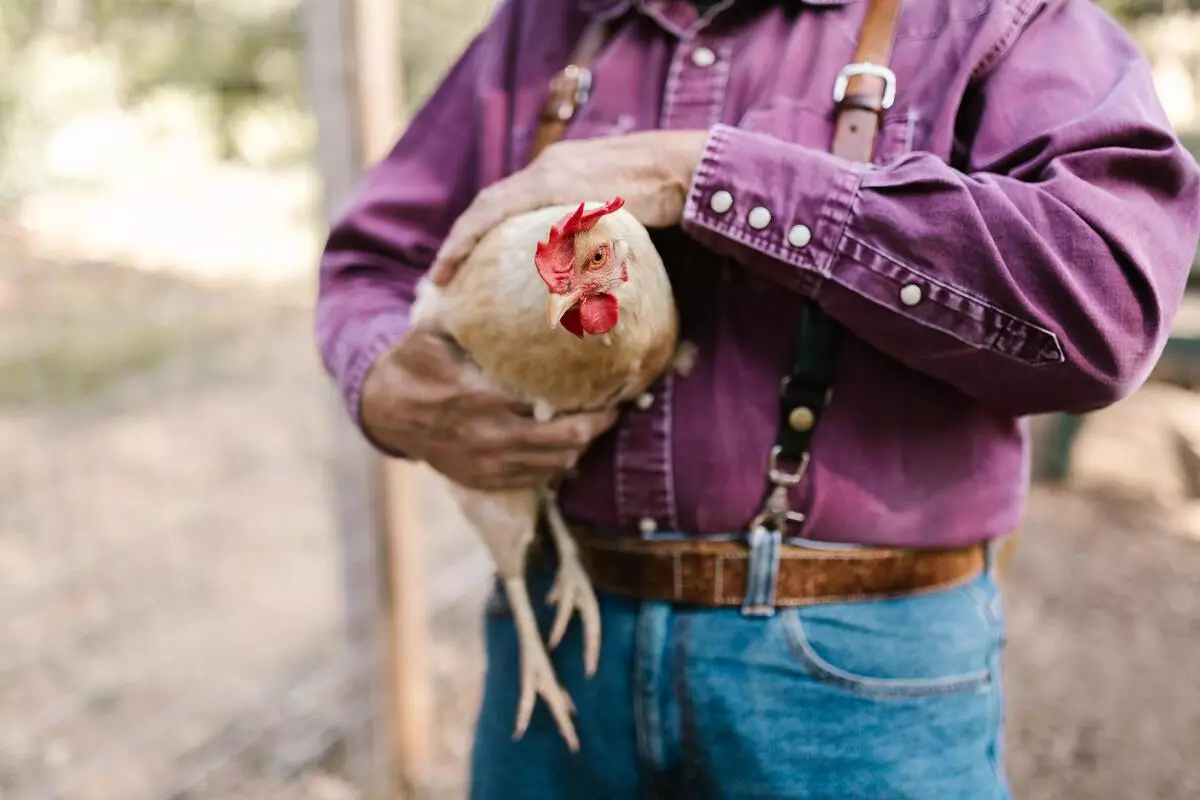 Vet caring for a chicken